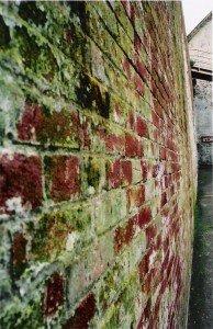 mold