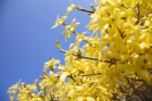 spring maintenance tips