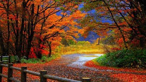 fall image