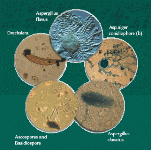 mold_varioustypes