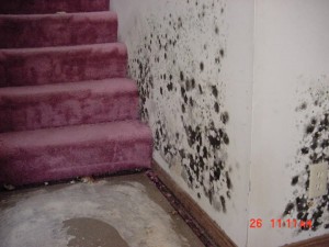 moldy house